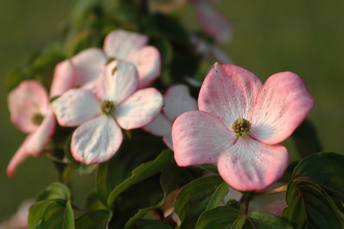 'Schmred' Heart Throb&reg; Kousa Dogwood - Cornus kousa from Paradise Acres Garden Center