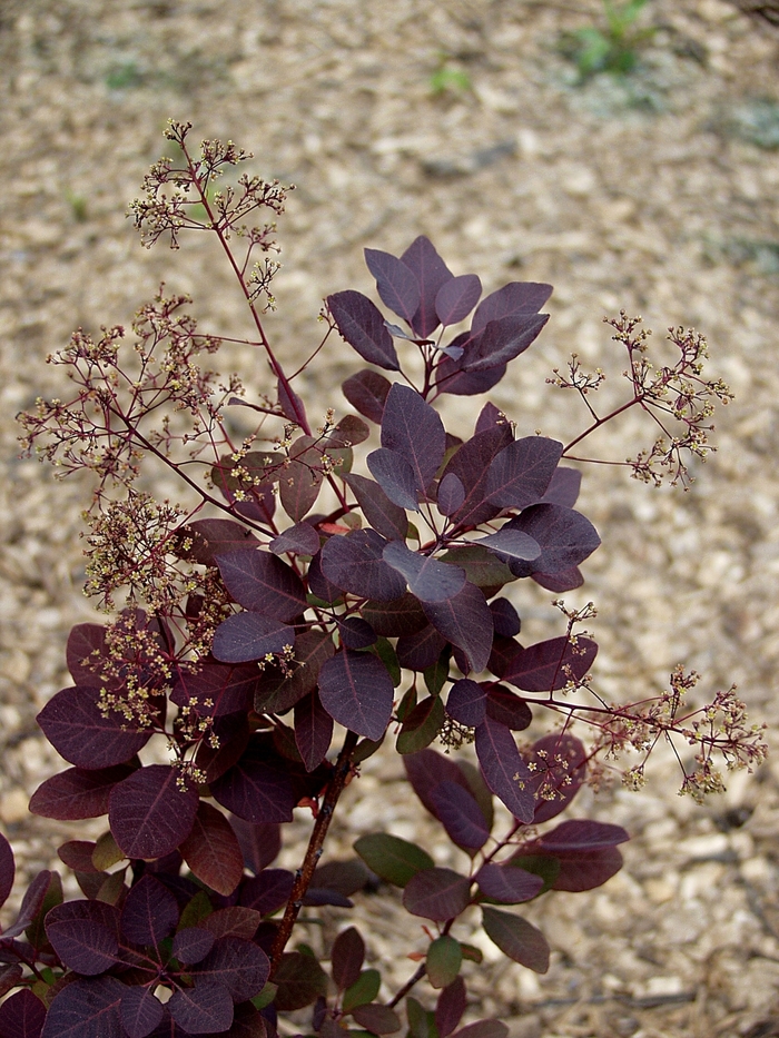 'Purple Supreme' Purple Supreme Smokebush - Cotinus coggygria from Paradise Acres Garden Center