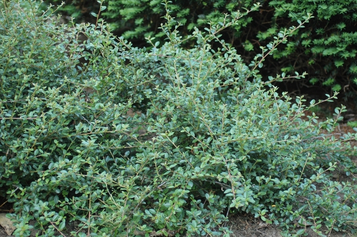 'Royal Beauty' Royal Beauty Cotoneaster - Cotoneaster dammeri from Paradise Acres Garden Center