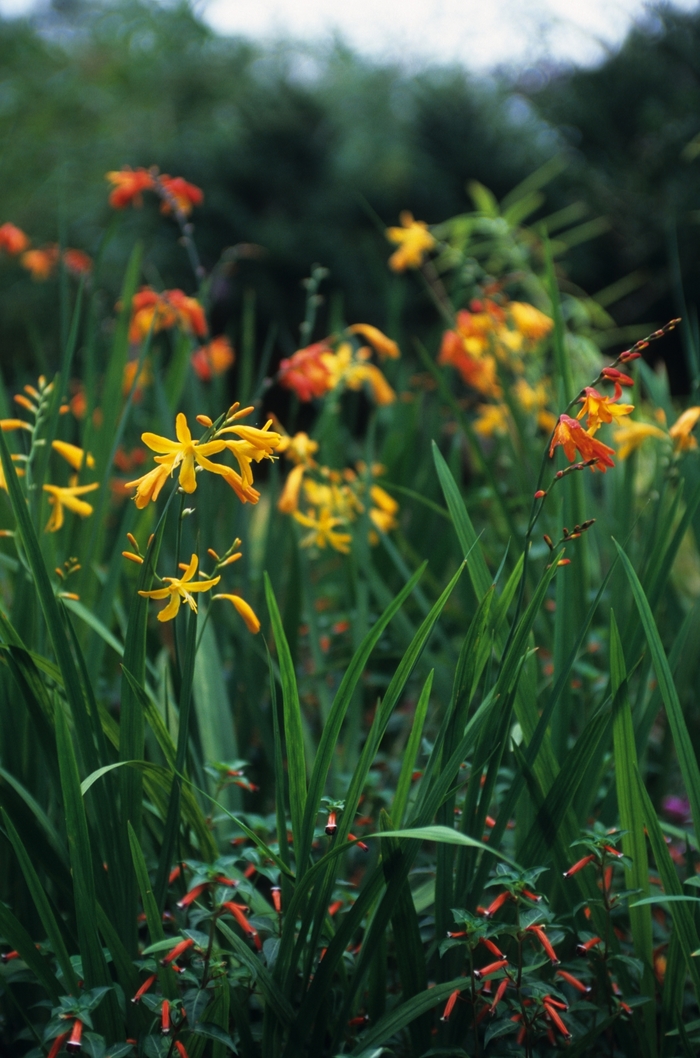 'Emily Mckenzie' Monbretia - Crocosmia from Paradise Acres Garden Center