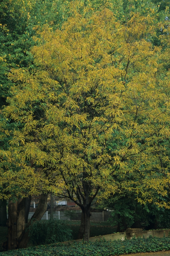 'Imperial&reg;' Honeylocust - Gleditsia triacanthos var. inermis from Paradise Acres Garden Center