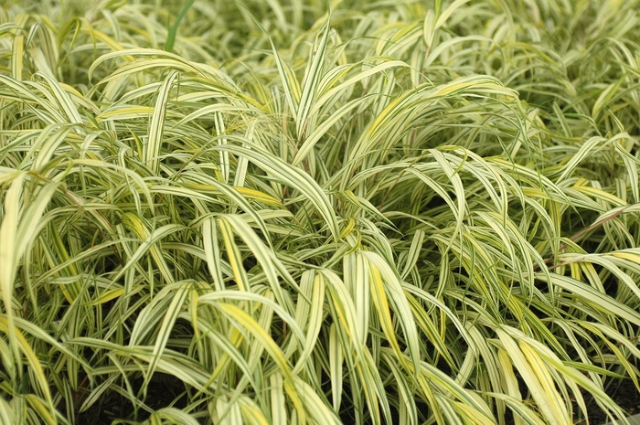 'Aureola' Hakon grass - Hakonechloa macra from Paradise Acres Garden Center
