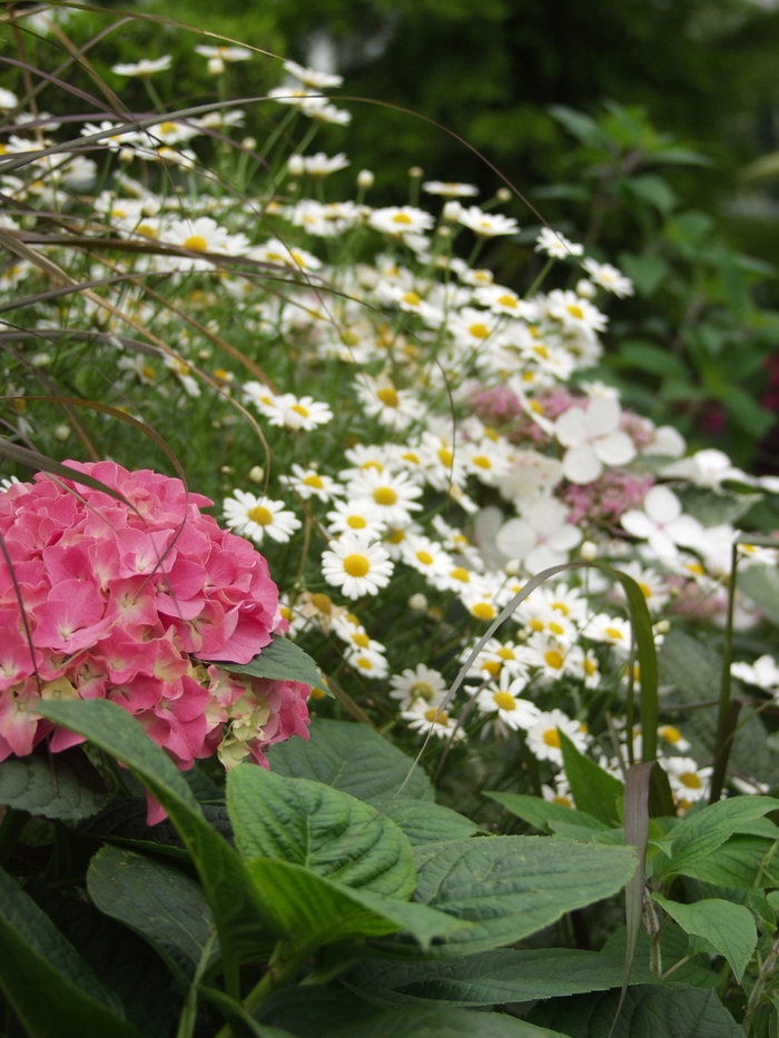 'Pink Beauty' Bigleaf Hydrangea - Hydrangea macrophylla from Paradise Acres Garden Center