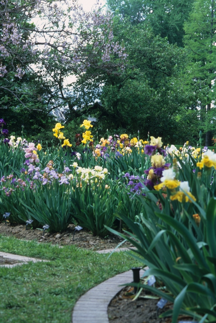 Assorted Iris - Iris from Paradise Acres Garden Center