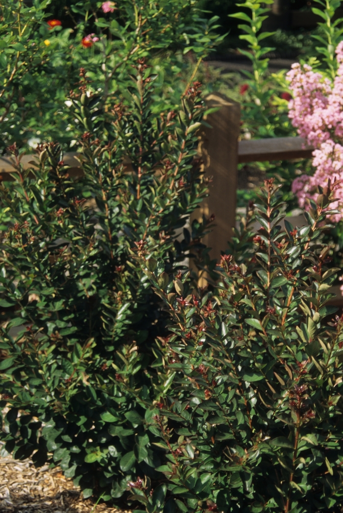 'Raspberry Sundae&reg;' Crapemyrtle - Lagerstroemia indica from Paradise Acres Garden Center