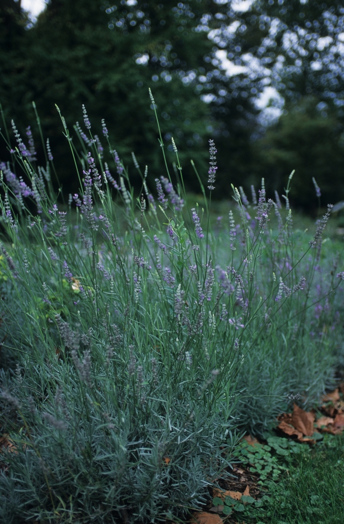 'Provence' Provence French Lavender - Lavandula x intermedia from Paradise Acres Garden Center
