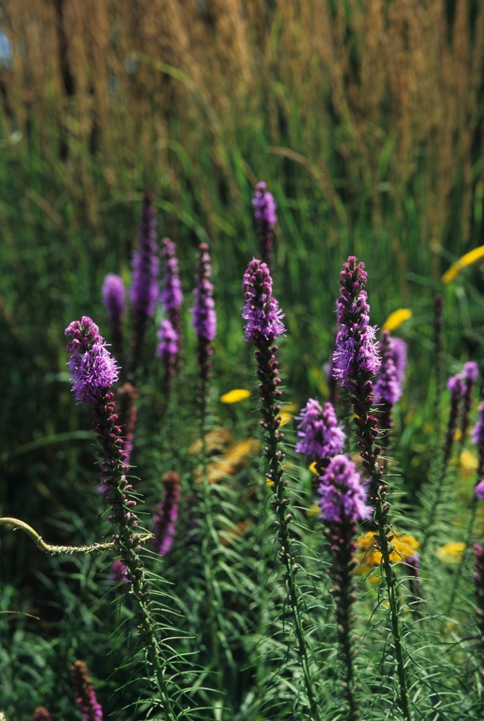 Gayfeather - Liatris spicata from Paradise Acres Garden Center