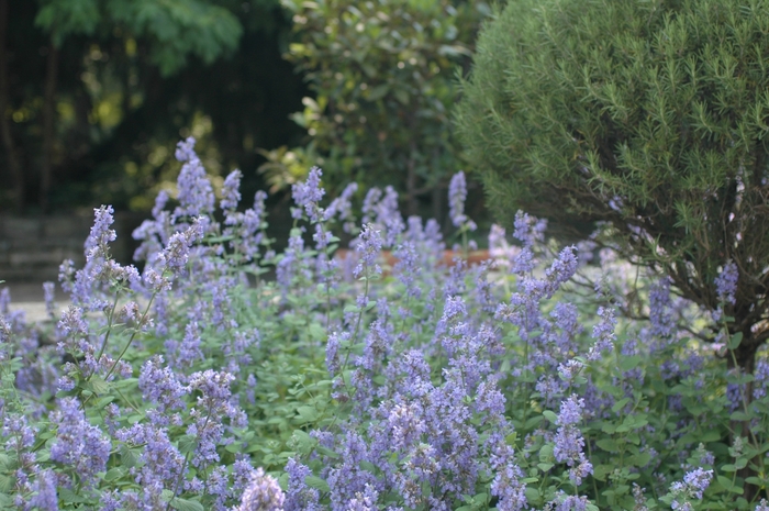 Nepeta - Nepeta x faassenii from Paradise Acres Garden Center