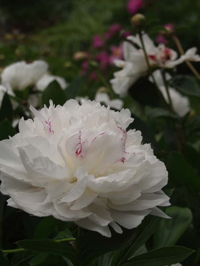 'Festiva Maxima' Peony - Paeonia lactiflora from Paradise Acres Garden Center