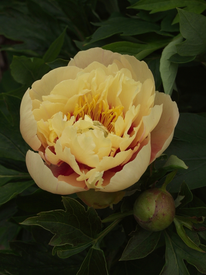 'Prairie Charm' Prairie Charm Itoh Peony - Paeonia from Paradise Acres Garden Center