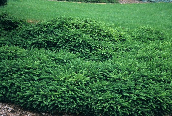 'Pumila' Dwarf Mugo Spruce - Picea abies from Paradise Acres Garden Center
