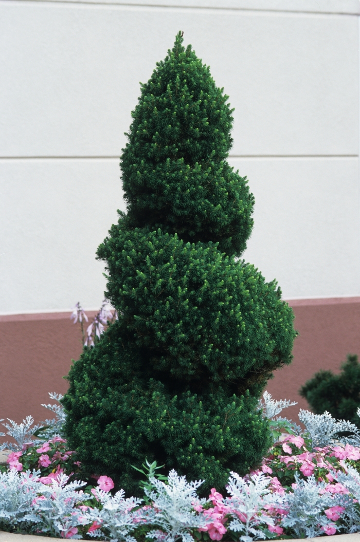 'Conica' White Spruce - Picea glauca from Paradise Acres Garden Center