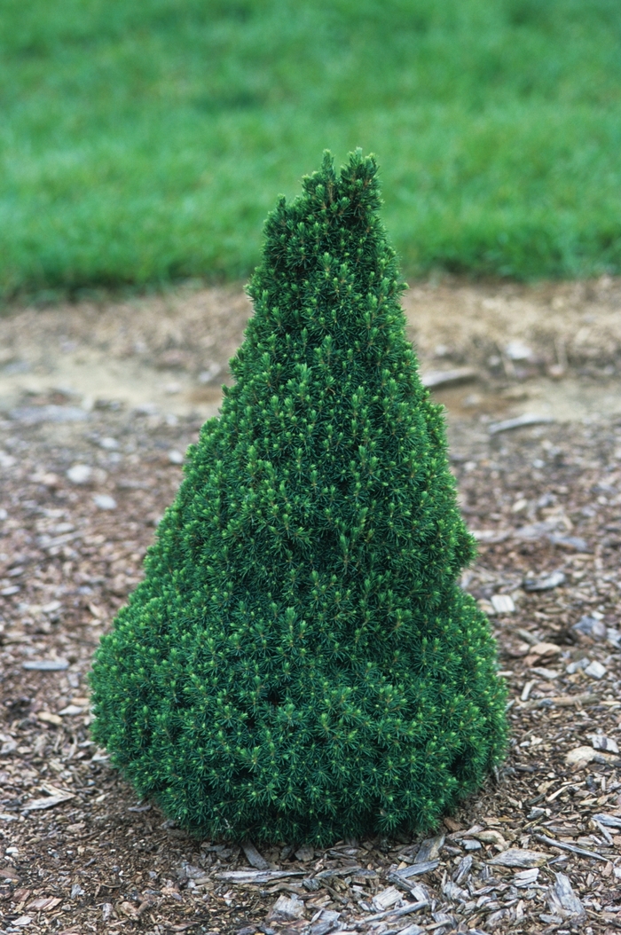 'Jean's Dilly&reg;' Dwarf Alberta Spruce - Picea glauca from Paradise Acres Garden Center