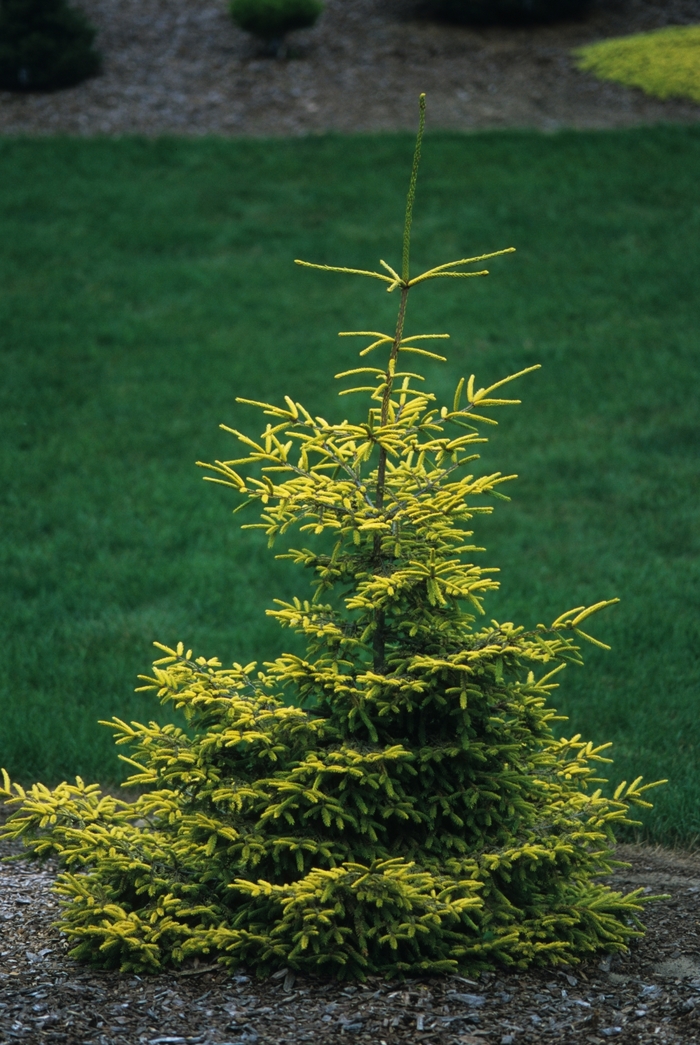 'Skylands' Caucasian Spruce - Picea orientalis from Paradise Acres Garden Center