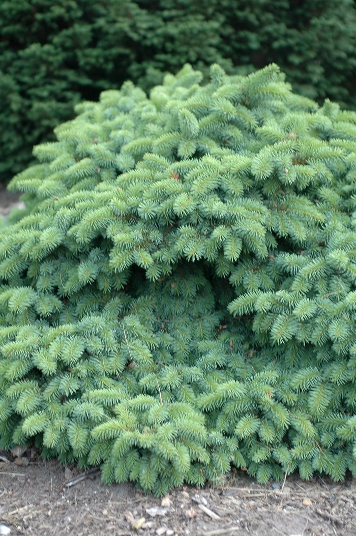 'Mrs. Cesarini' Blue Spruce - Picea pungens from Paradise Acres Garden Center