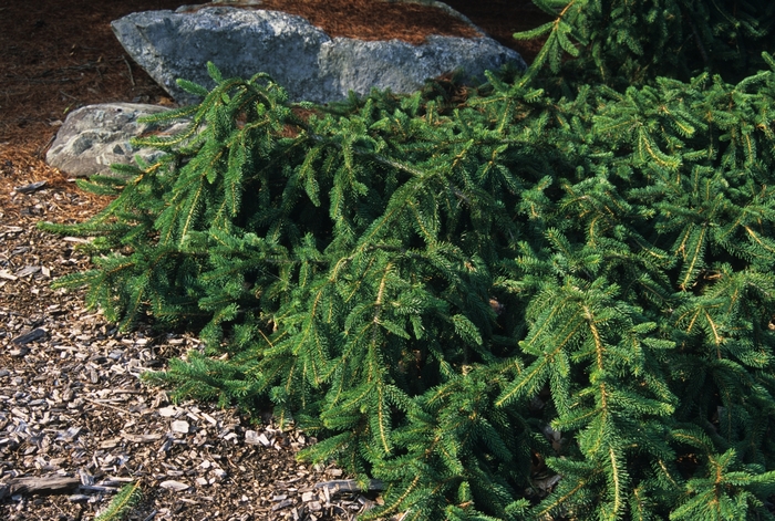 'Pendula' Weeping Colorado Spruce - Picea pungens from Paradise Acres Garden Center
