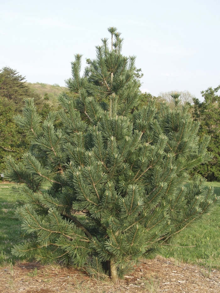 'Vanderwolf's Pyramid' Limber Pine - Pinus flexilis from Paradise Acres Garden Center