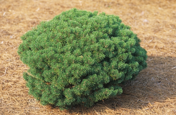 'Mops' Mugo Pine - Pinus mugo from Paradise Acres Garden Center