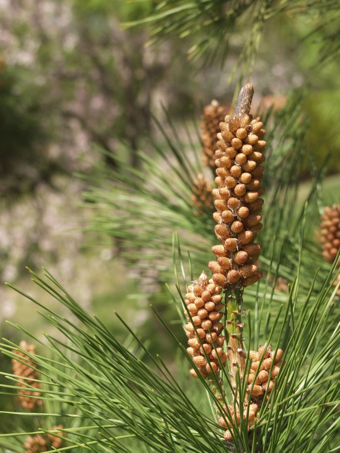 Austrian Pine - Pinus nigra from Paradise Acres Garden Center