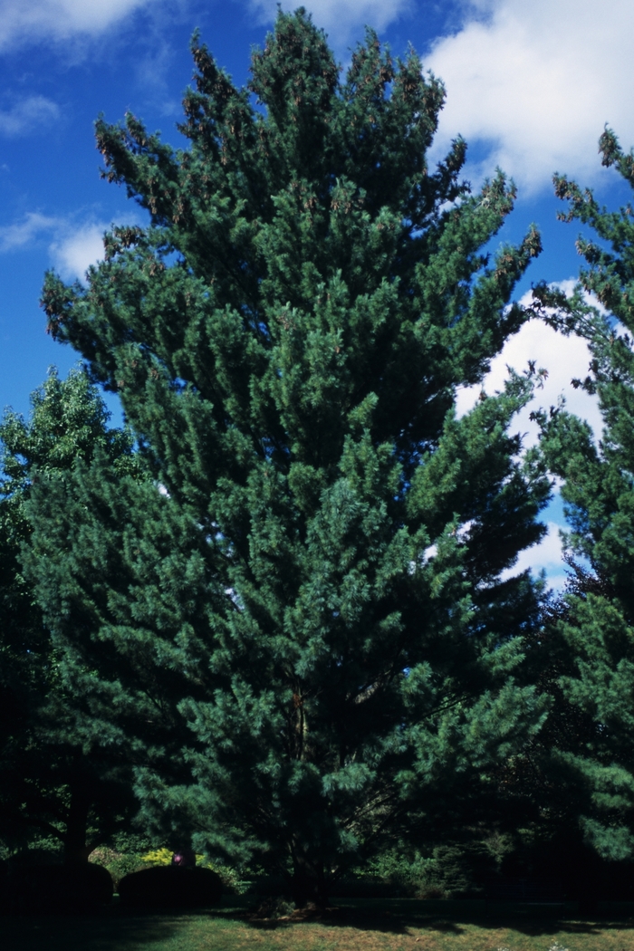 'Fastigiata' Eastern White Pine - Pinus strobus from Paradise Acres Garden Center