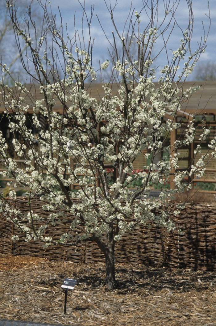 'Stanley' Stanley Plum - Prunus domestica from Paradise Acres Garden Center