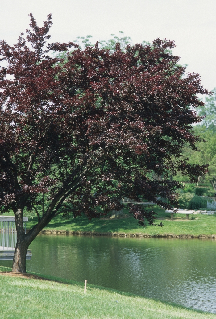 'Newport' Newport Purple Leaf Plum - Prunus cerasifera from Paradise Acres Garden Center