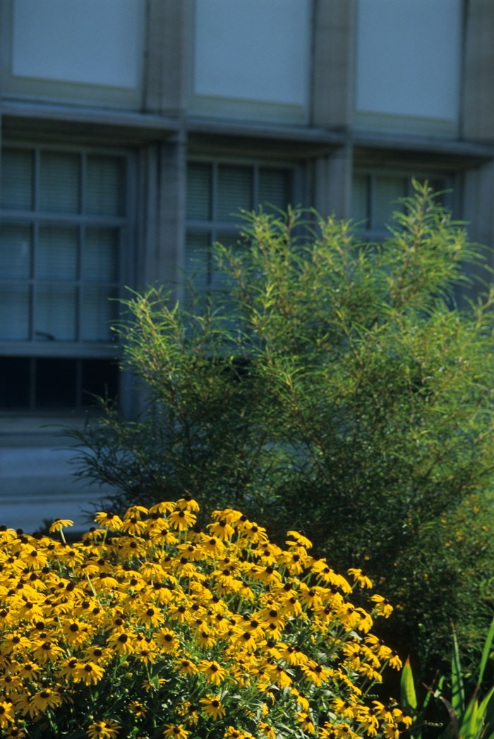 'Asplenifolia' Fernleaf Buckthorn - Rhamnus frangula from Paradise Acres Garden Center