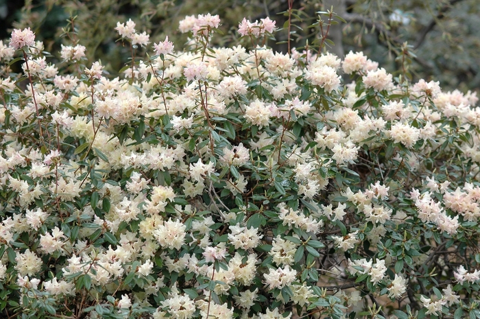 'Mary Fleming' Azalea - Rhododendron x keiskei from Paradise Acres Garden Center