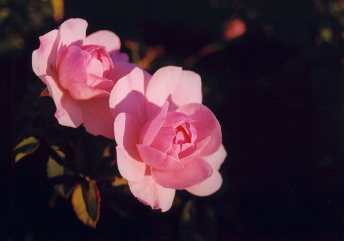 'Bonica&reg;' Rose - Rosa from Paradise Acres Garden Center
