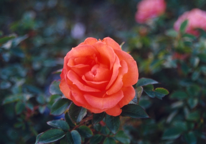 'Gingersnap' Rose - Rosa from Paradise Acres Garden Center