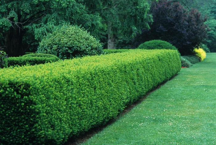 Spreading Yew - Taxus x media from Paradise Acres Garden Center