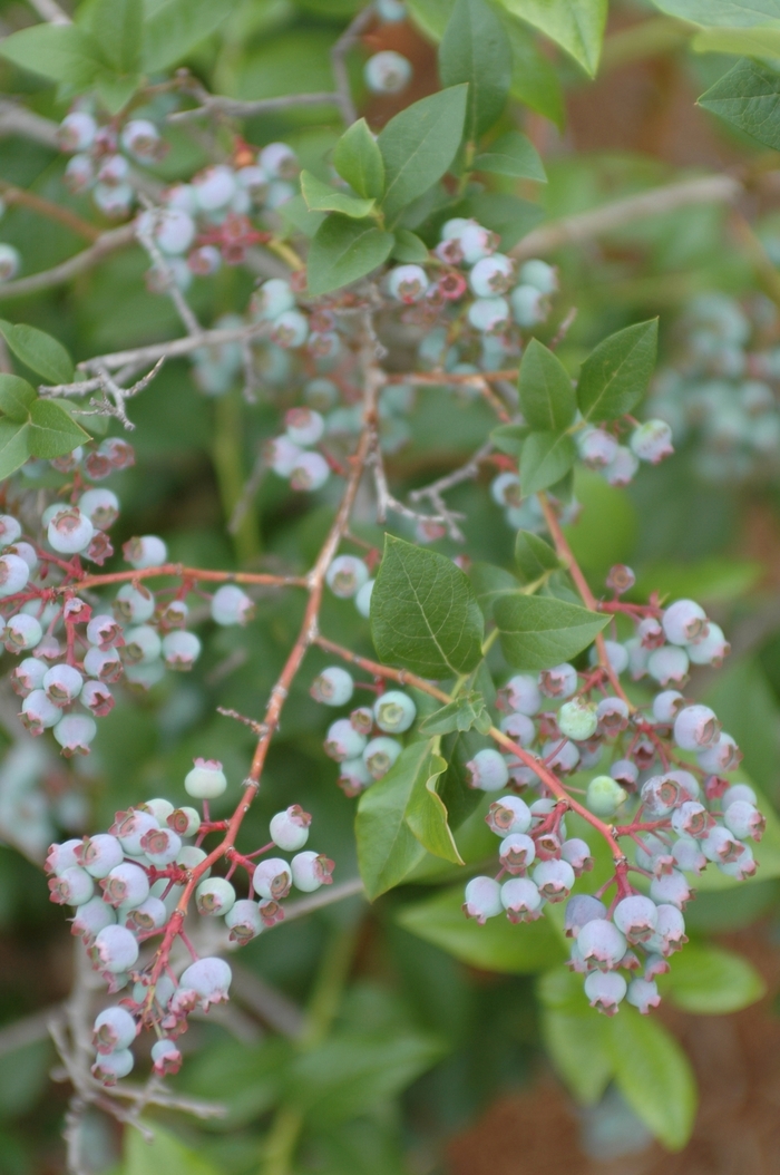'Berkeley' Highbush Blueberry - Vaccinium corymbosum from Paradise Acres Garden Center