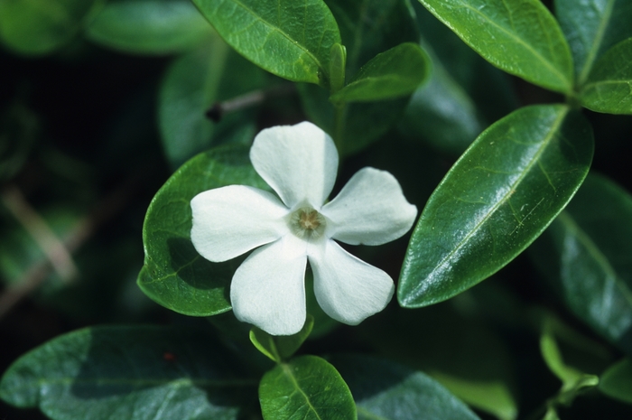 'Alba' Myrtle - Vinca minor from Paradise Acres Garden Center