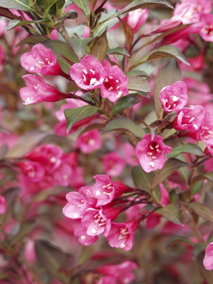 Wine & Roses&reg; - Weigela florida from Paradise Acres Garden Center