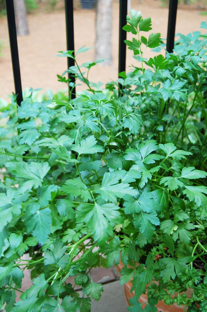 Cilantro - Coriandrum sativum from Paradise Acres Garden Center