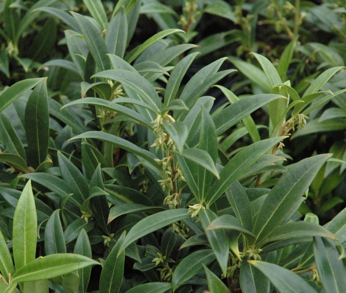Himalayan Sweet Box - Sarcococca hookeriana var humilis from Paradise Acres Garden Center