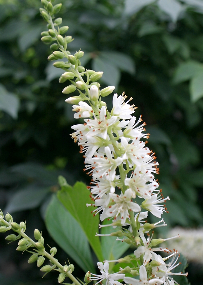 'Sugartina&reg;' Summersweet - Clethra alnifolia from Paradise Acres Garden Center