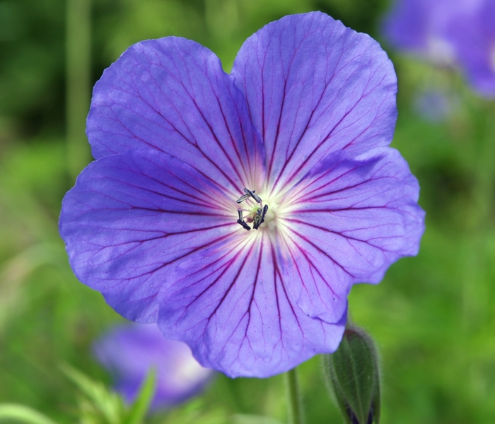 'Orion' Cranesbill - Geranium from Paradise Acres Garden Center