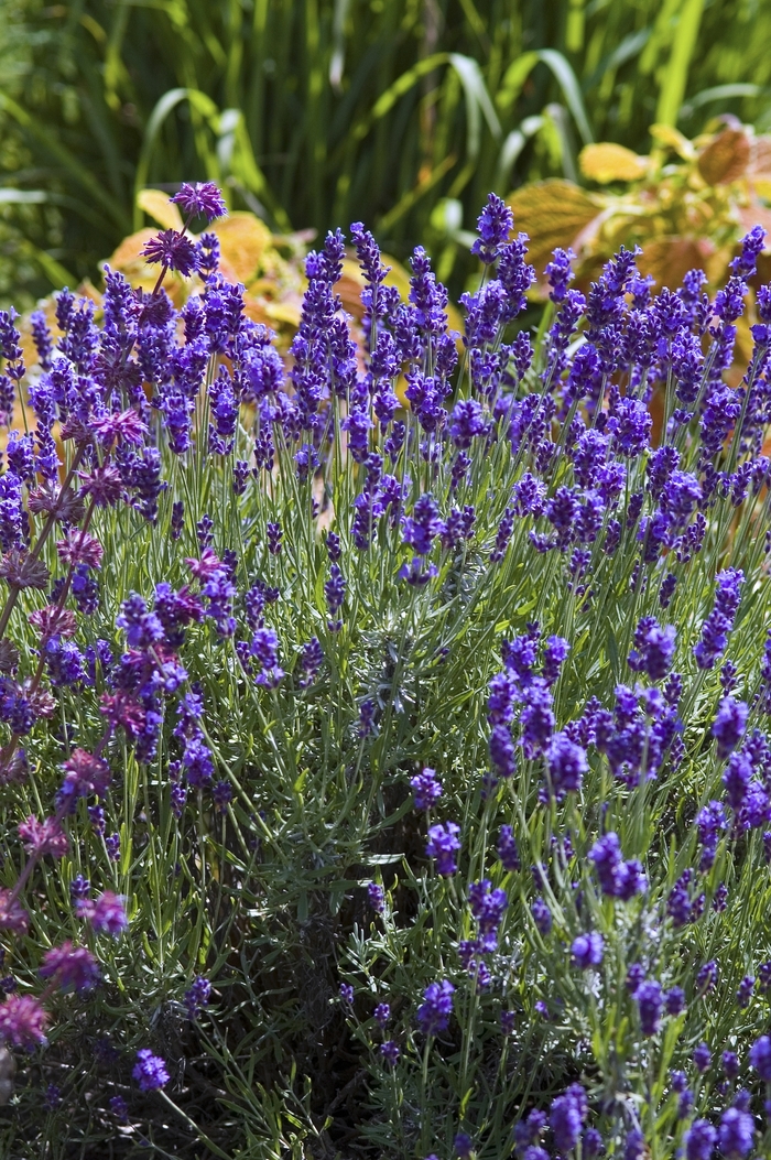 'Hidcote' Lavender - Lavandula angustifolia from Paradise Acres Garden Center