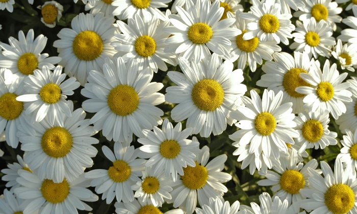 'Snowcap' Shasta Daisy - Leucanthemum x superbum from Paradise Acres Garden Center