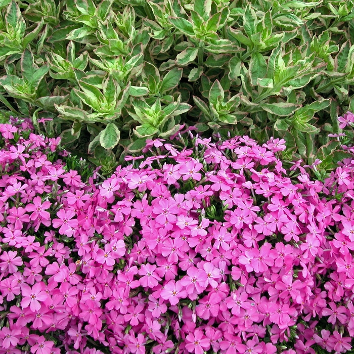 'Emerald Pink' Creeping Phlox - Phlox subulata from Paradise Acres Garden Center