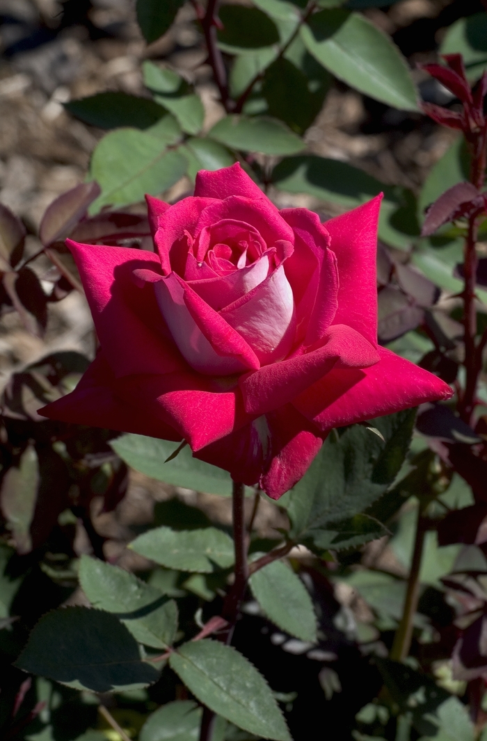 'Love' Love Rose - Rosa from Paradise Acres Garden Center