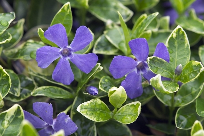 'Ralph Shugert' Periwinkle - Vinca minor from Paradise Acres Garden Center