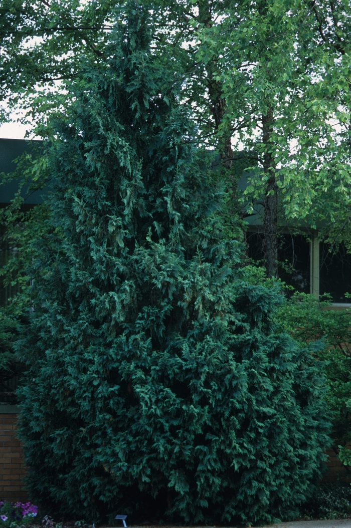 'Gracilis' Hinoki Falsecypress - Chamaecyparis obtusa from Paradise Acres Garden Center