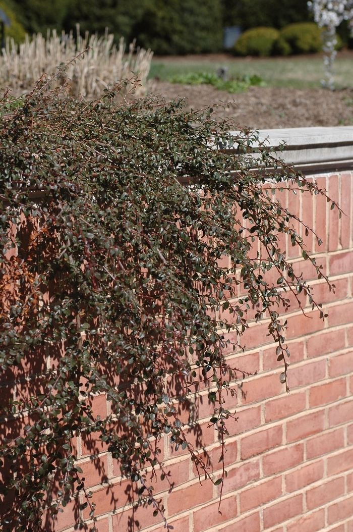 'Coral Beauty' - Cotoneaster dammeri from Paradise Acres Garden Center