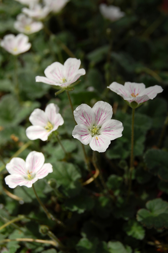 'Album' Heron's-bill, Stork's Bill - Erodium reichardii from Paradise Acres Garden Center