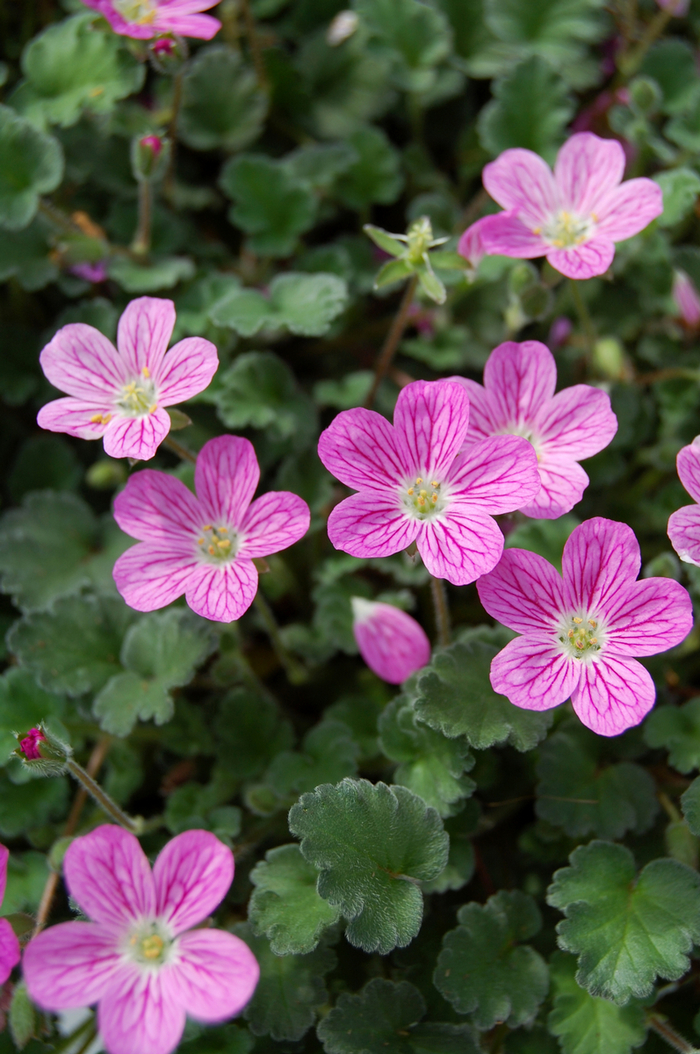 'Bishop's Form' Heron's-bill, Stork's Bill - Erodium reichardii from Paradise Acres Garden Center