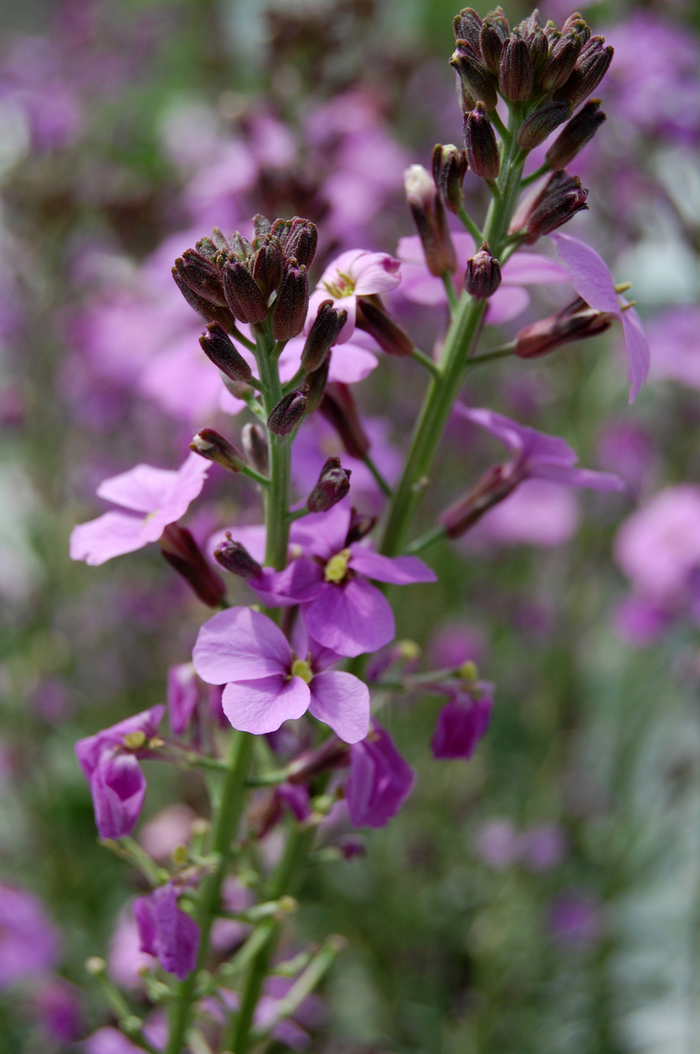 'Bowles Mauve' Wallflower - Erysimum linifolium from Paradise Acres Garden Center