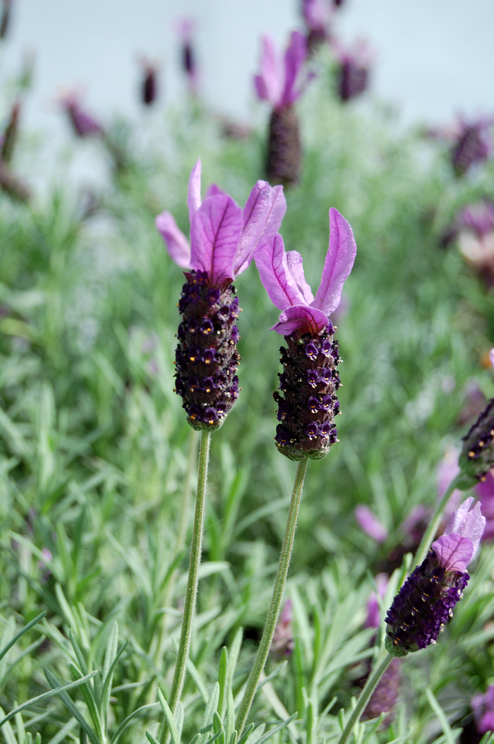 'Otto Quast' Otto Quast Spanish Lavender - Lavandula stoechas from Paradise Acres Garden Center