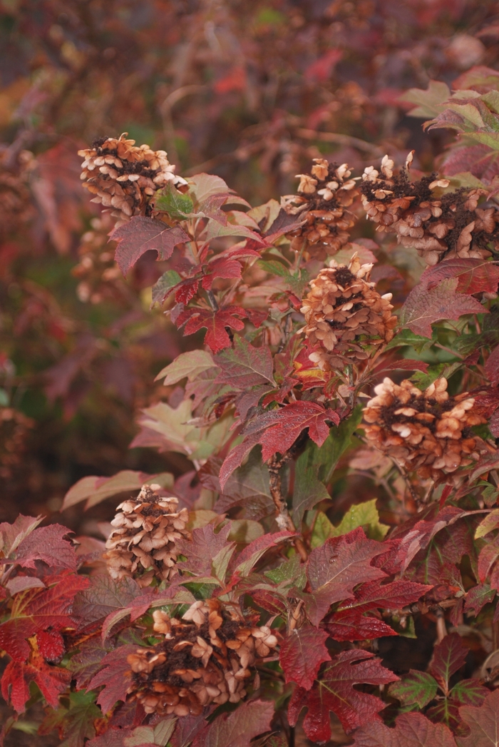 'Snow Queen' Oakleaf Hydrangea - Hydrangea quercifolia from Paradise Acres Garden Center